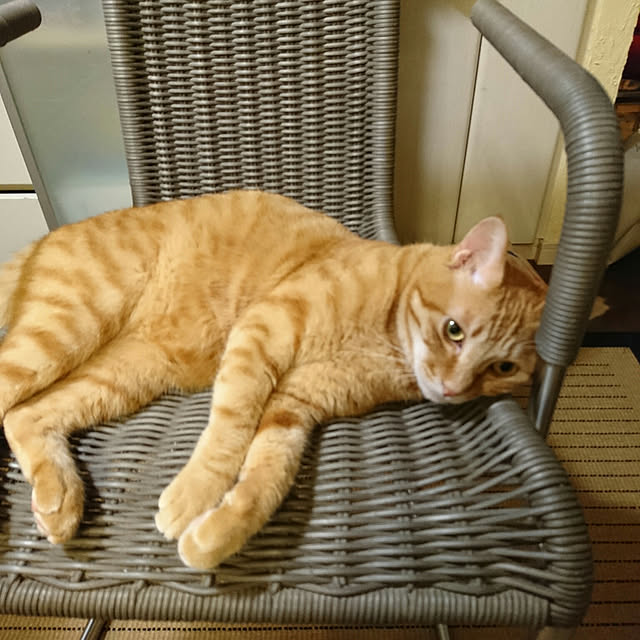 okyosan101さんの実例写真