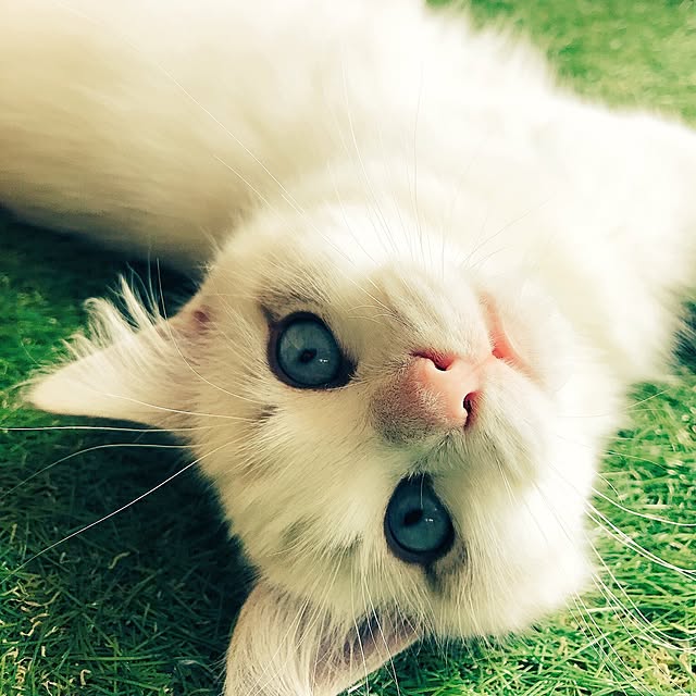 Chekaさんの実例写真
