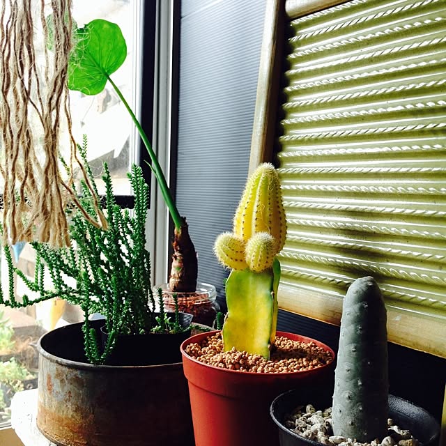 edenさんの実例写真