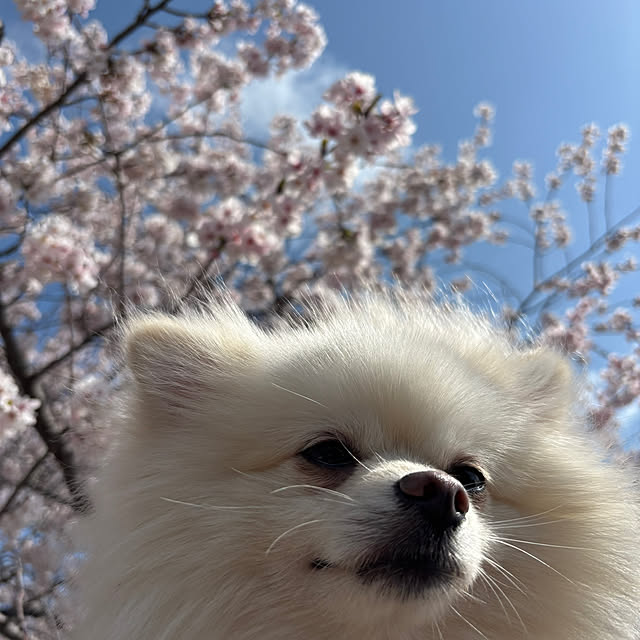 uninekoさんの部屋