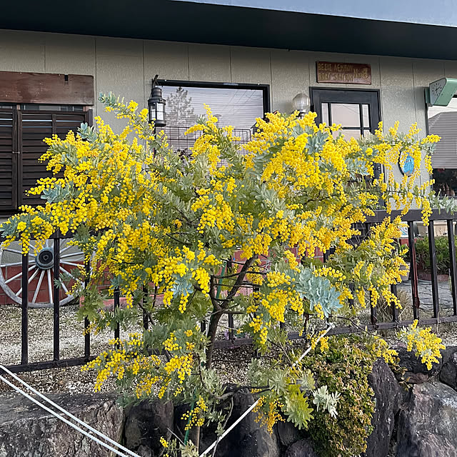 shin0719さんの実例写真