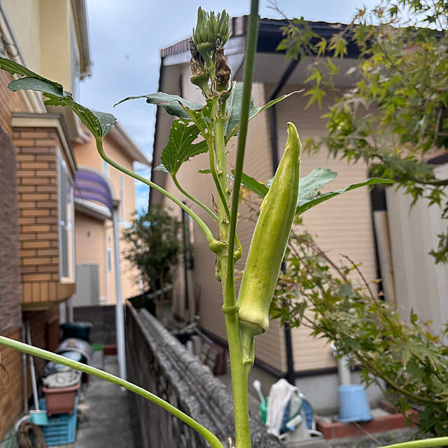 chIoeさんの部屋