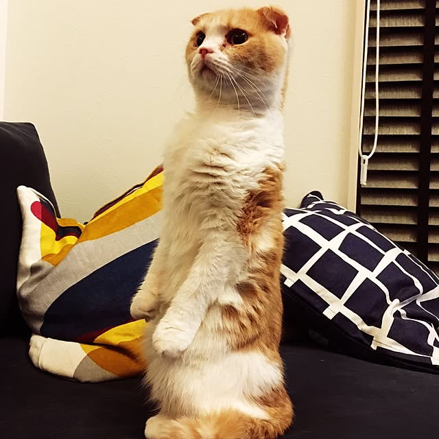 pepperさんの実例写真