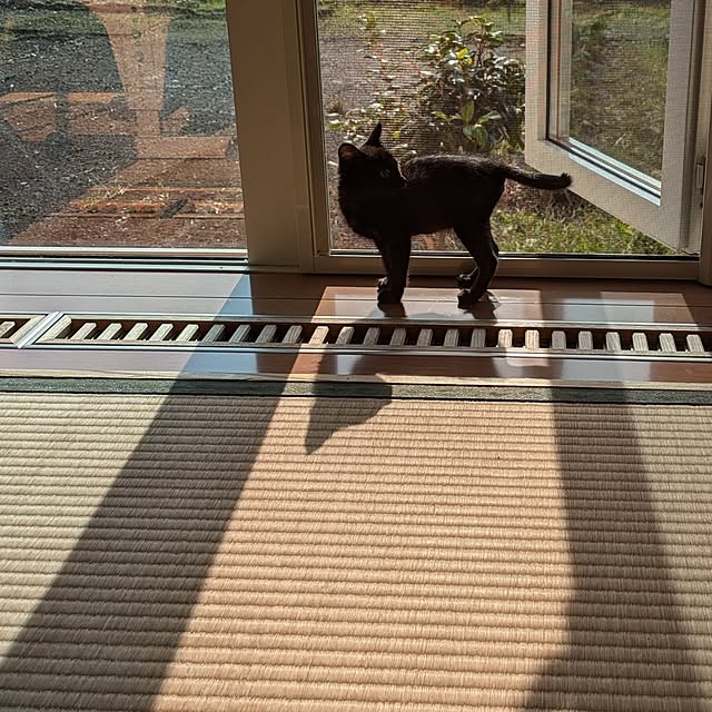MyuRuuさんの実例写真