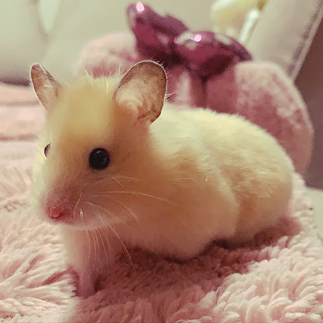 yukiさんの実例写真