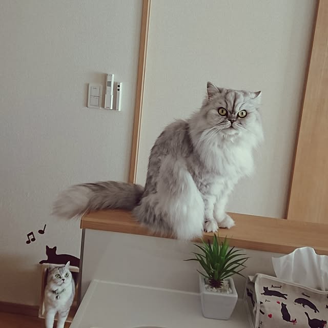 nyan5さんの実例写真