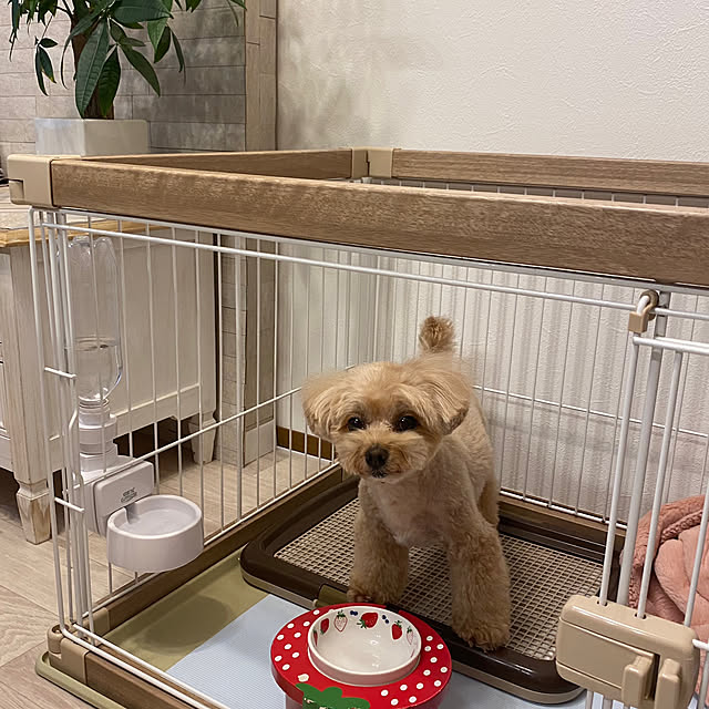 akoさんの実例写真