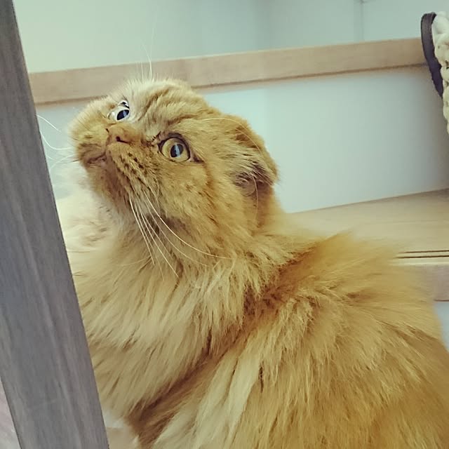Mayukoさんの実例写真