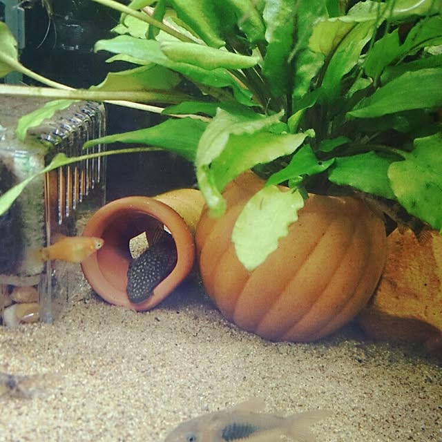 yumiさんの実例写真
