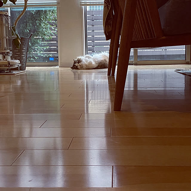cotesanさんの実例写真