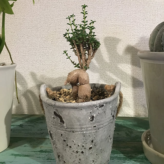 tetra163さんの実例写真