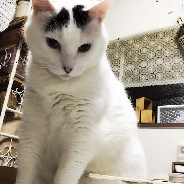 miさんの実例写真