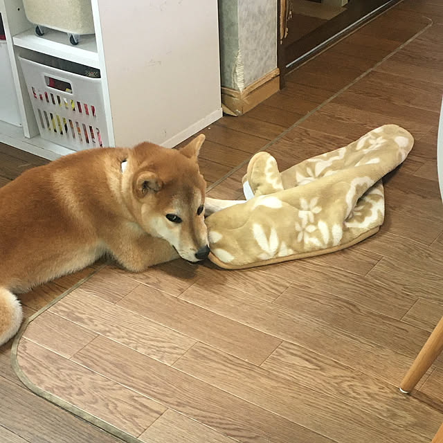 luckyさんの実例写真