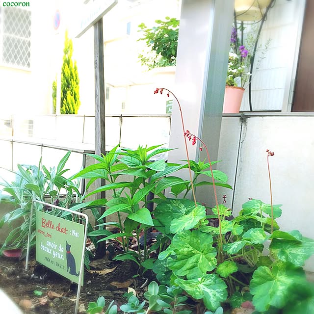 cocoronさんの実例写真