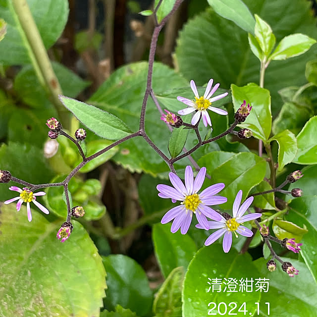 buchiさんの実例写真