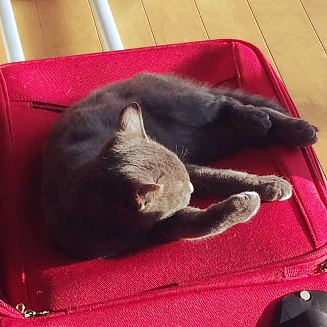 poppoさんの実例写真