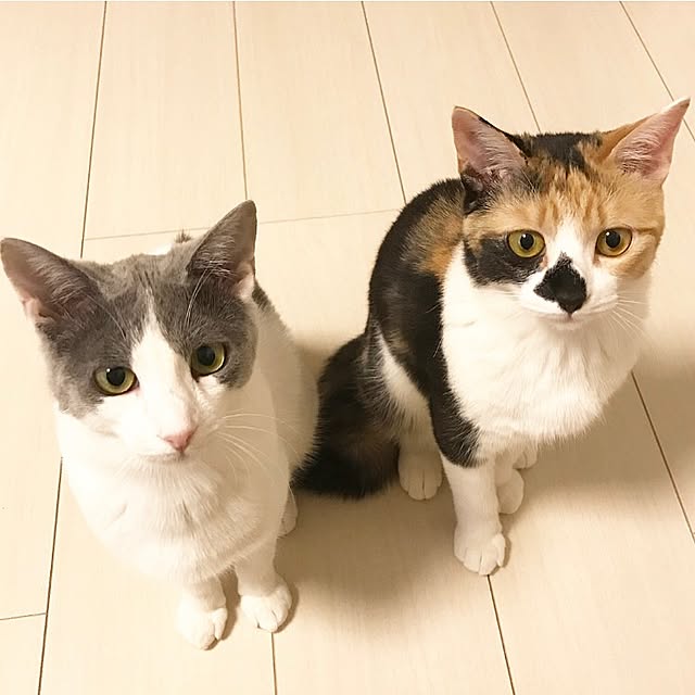 sayaka.さんの実例写真