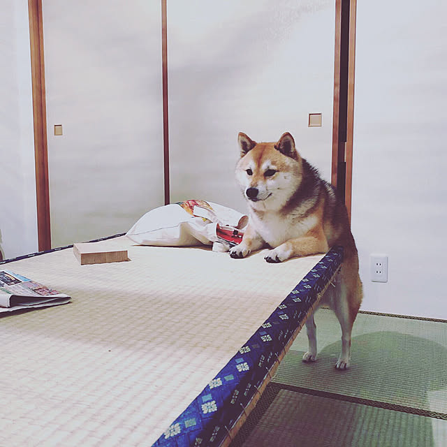 comamemamaさんの実例写真