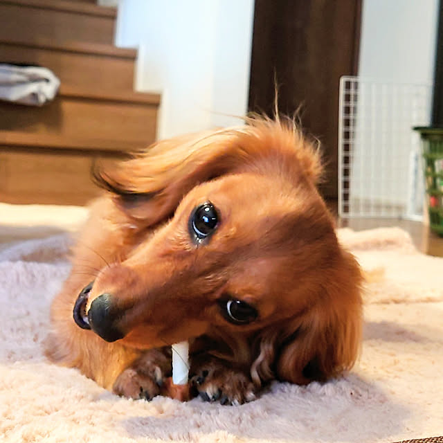 ponchanさんの実例写真