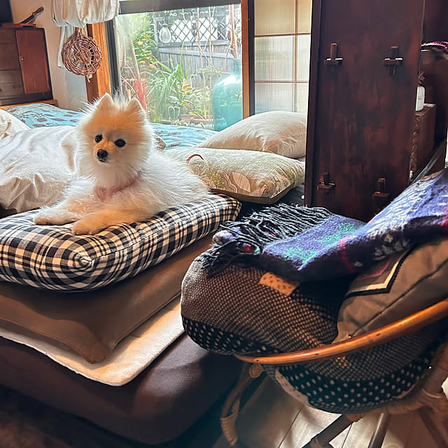 akaidarumaさんの部屋