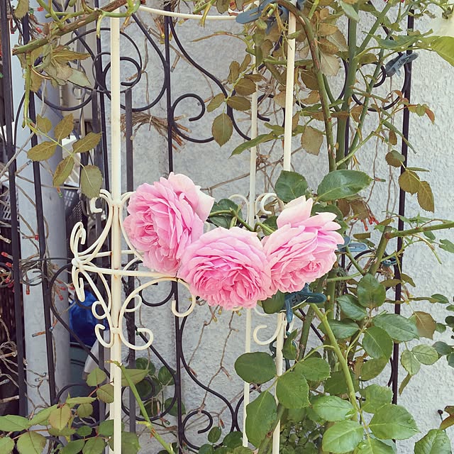 greenroseさんの実例写真