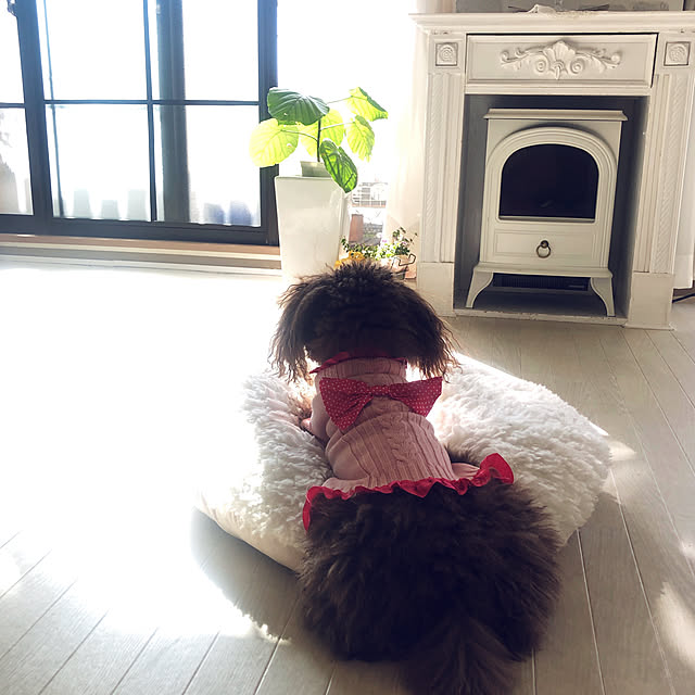 noelさんの実例写真
