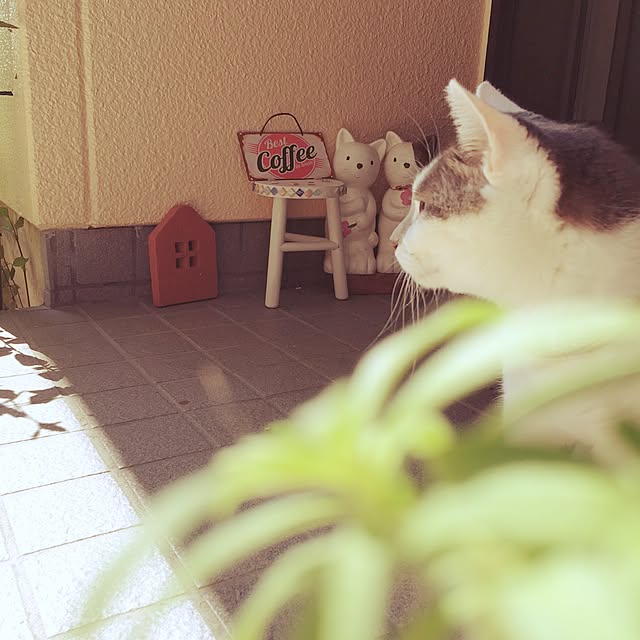mintcatさんの実例写真
