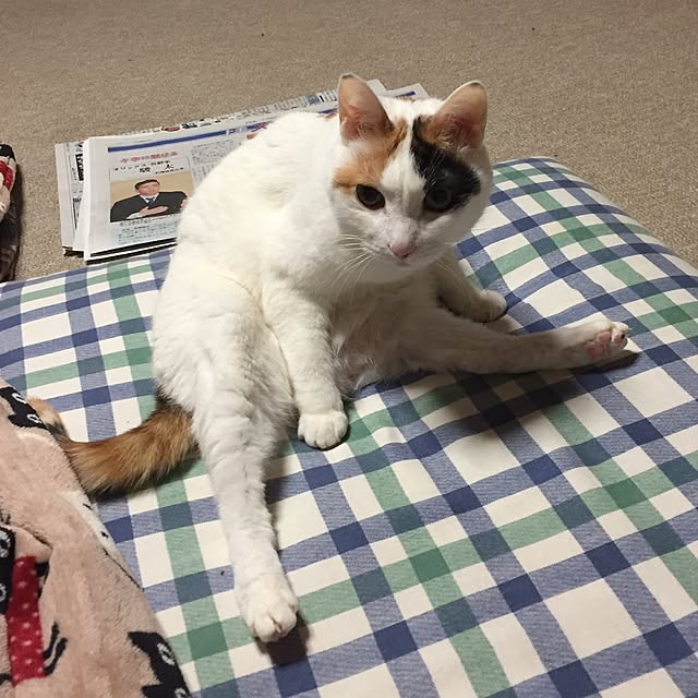 yocchiさんの実例写真