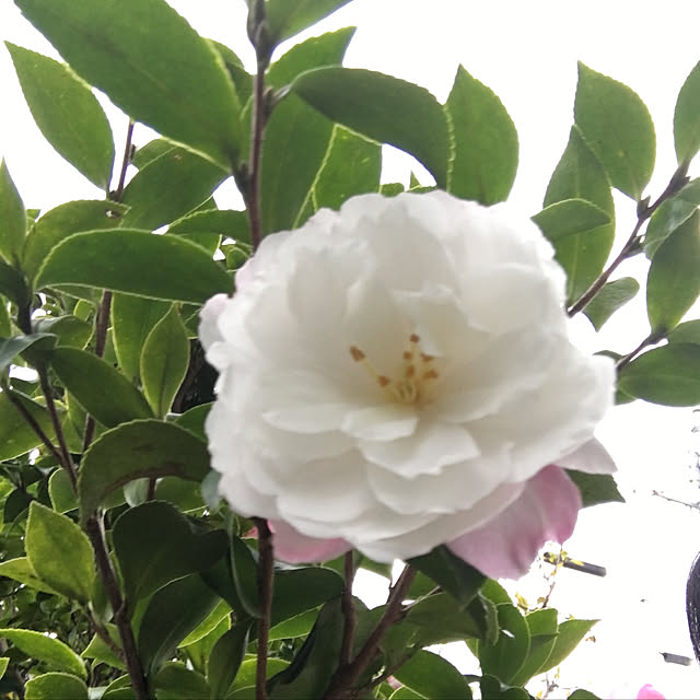 koroさんの実例写真