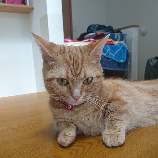 shinobuさんの実例写真