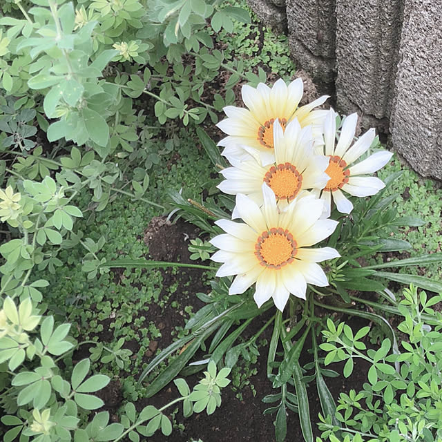 katoponさんの部屋