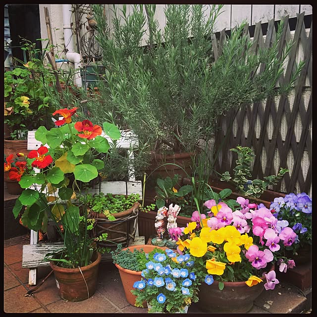 ayaco_cucirinaさんの実例写真