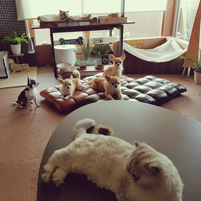 daaさんの実例写真