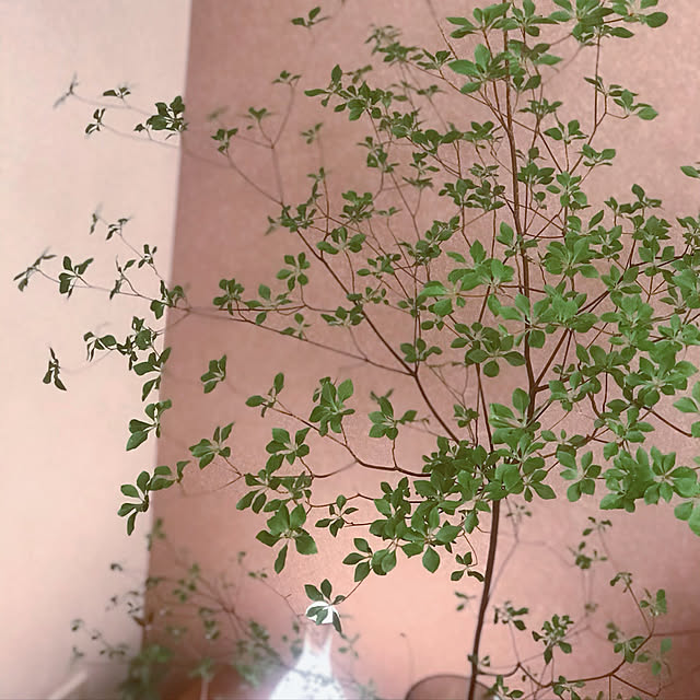 Saraさんの実例写真