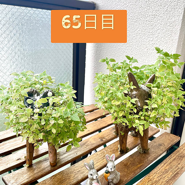 aureaさんの実例写真