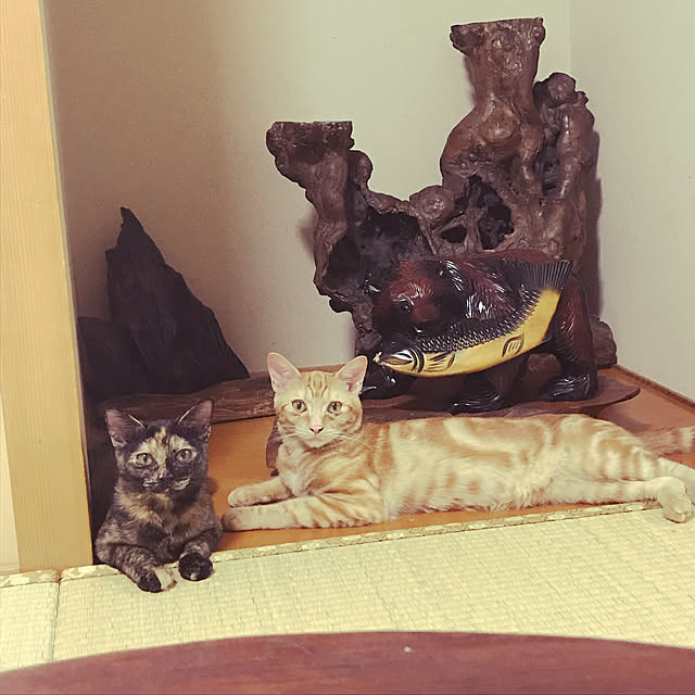 tornadeさんの実例写真