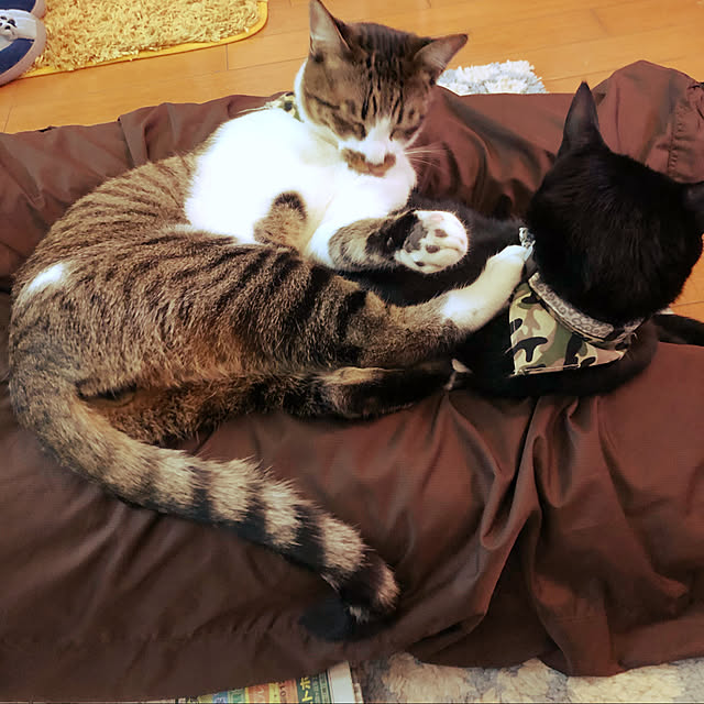 jijiさんの実例写真