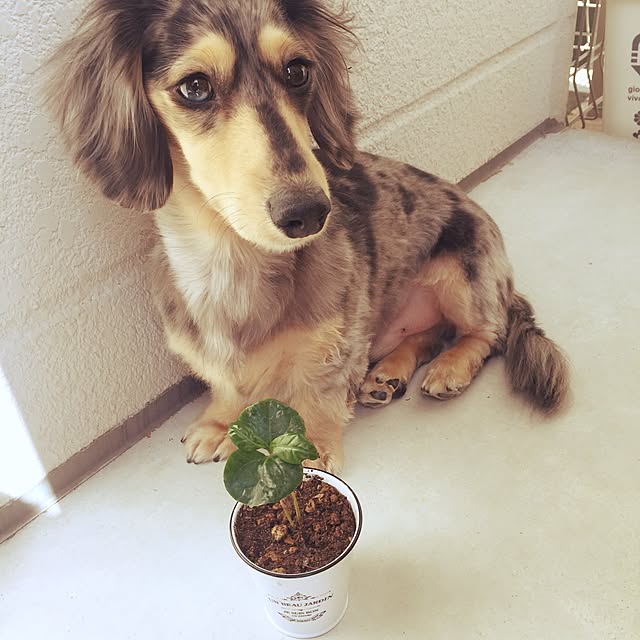 tomoxxさんの実例写真