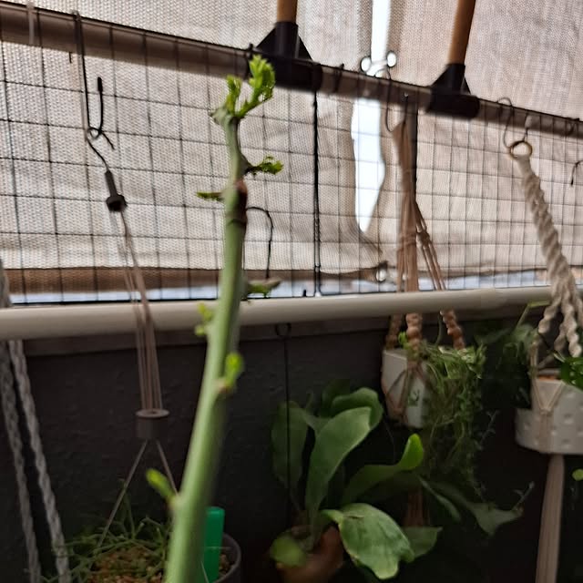 noaさんの部屋