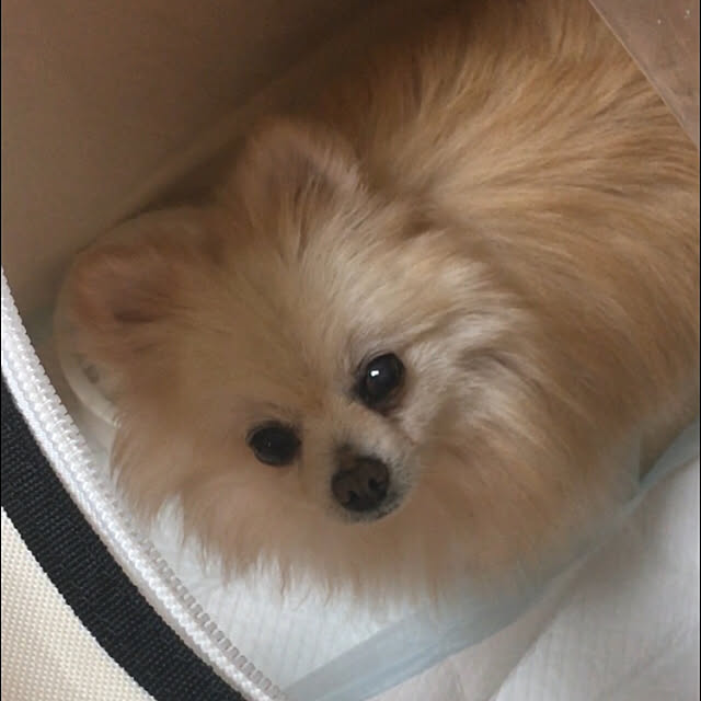 haruさんの実例写真