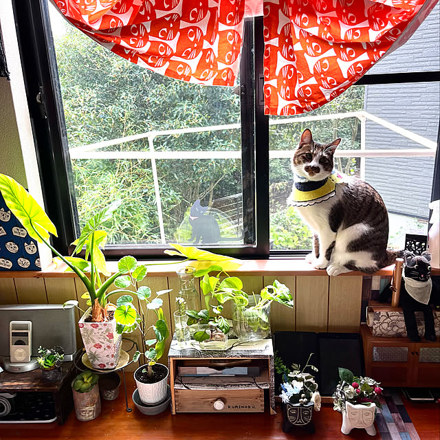 jijiさんの実例写真