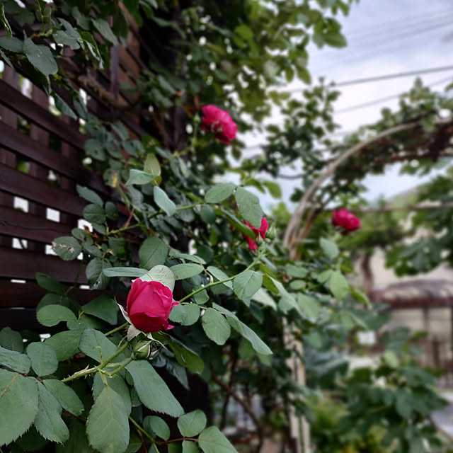 yukkoさんの実例写真