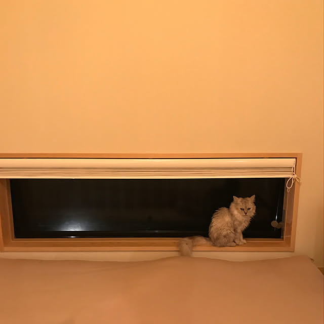 sachaxさんの実例写真