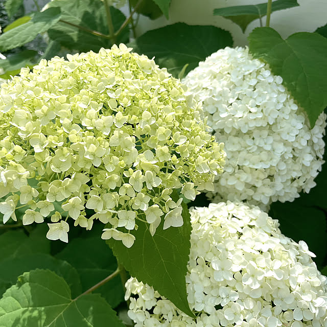 kotoriさんの実例写真