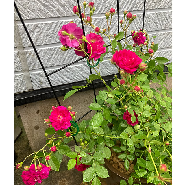 CoCo0617さんの部屋