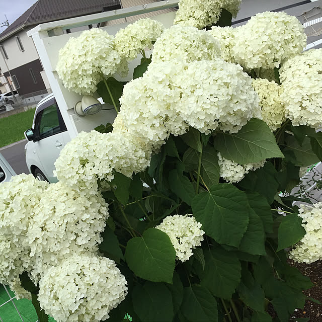 odekoさんの実例写真