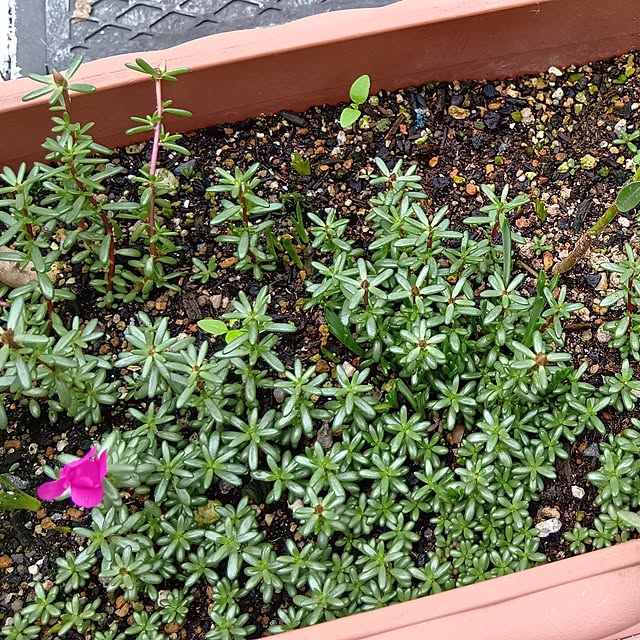 25Moondropsさんの部屋