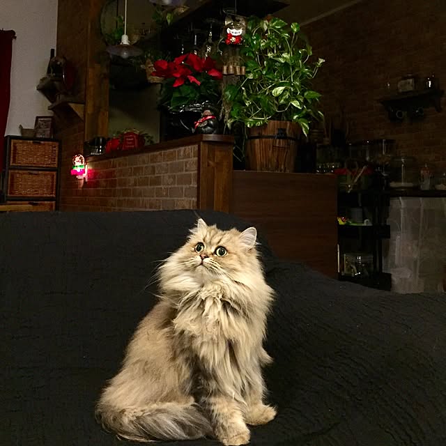 butachanさんの実例写真