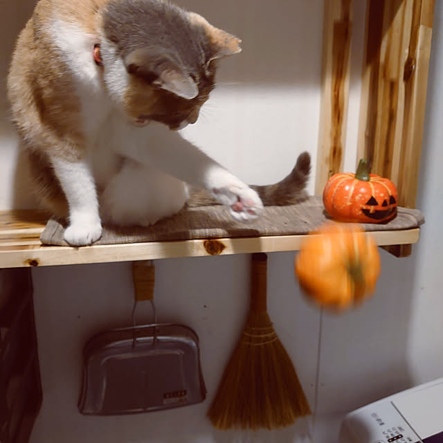 fukuさんの実例写真