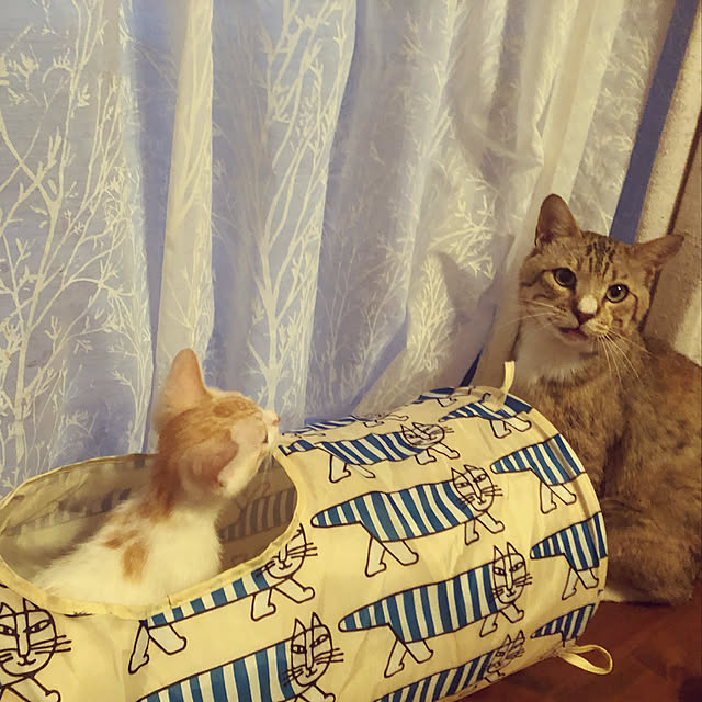 piyolandさんの実例写真